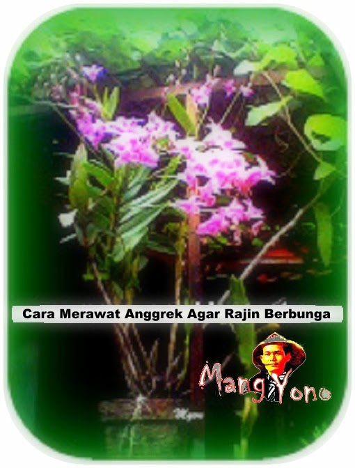 Cara merawat anggrek agar rajin berbunga Cara merawat anggrek agar rajin berbunga