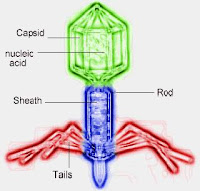 About Mutation: Viruses