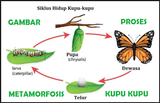 Proses Metamorfosis Kupu Kupu, Gambar Dan Penjelasan Lengkap proses metamorfosis kupu kupu, gambar metamorfosis kupu kupu