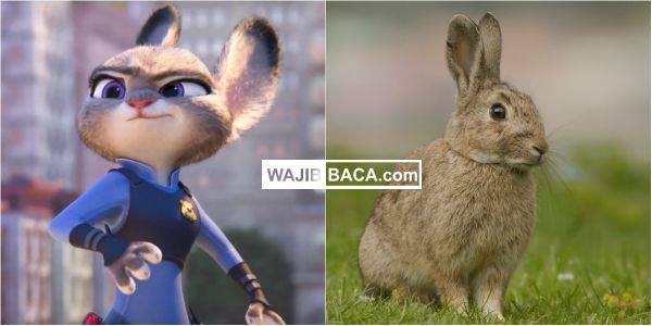 Imutnya Sama! Beginilah Sosok Versi Asli Hewan Di Film Zootopia Imutnya Sama! Beginilah Sosok Versi Asli Hewan Di Film Zootopia