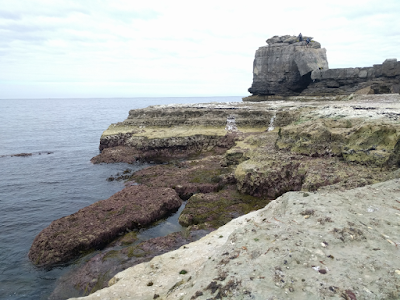 Portland_Bill_Ledges.jpg