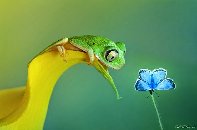 animal photography, frogs