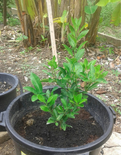 Harga Limau Kasturi Keunikan Safe Care Aromatherapy Dengan Bau