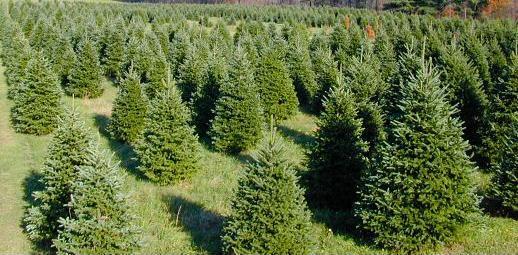 best christmas greetings best christmas greetings