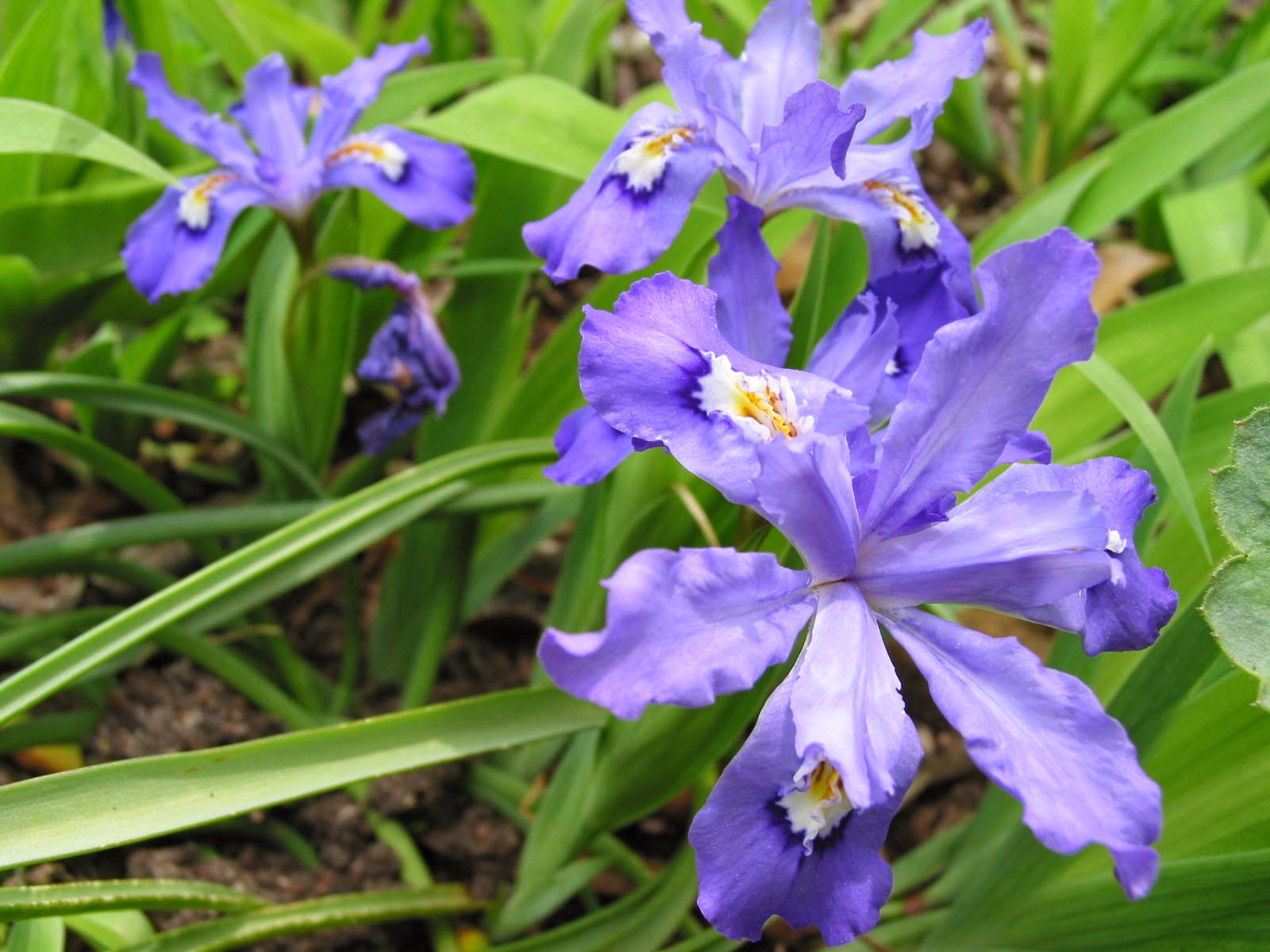 World of Irises: The Dwarf Crested Iris