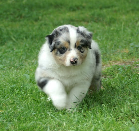 Puppy Pictures and Information: Australian Shepherd Puppy Pictures