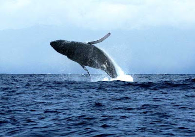 Hawaii whale watch