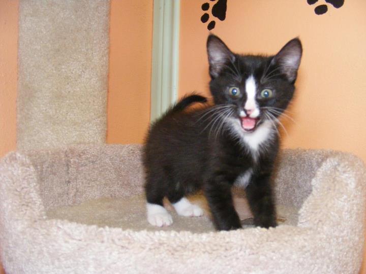 Blog'n Waco EXFoster Cat