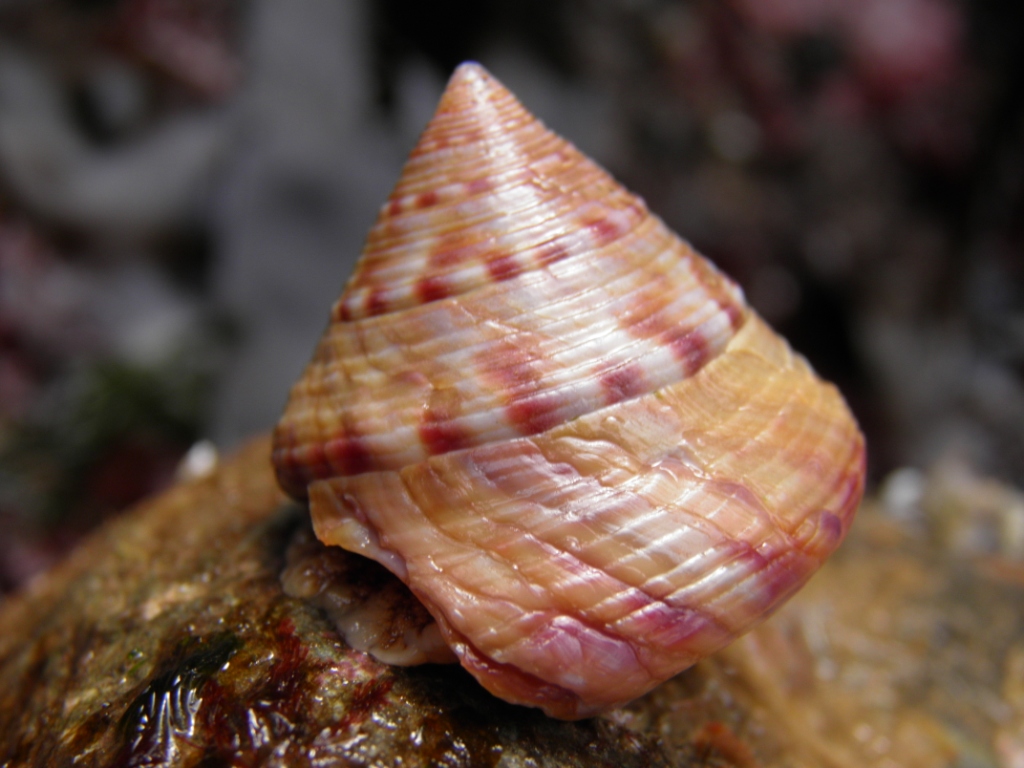 Coated Shells Nick's Nature Notes: Painted shells