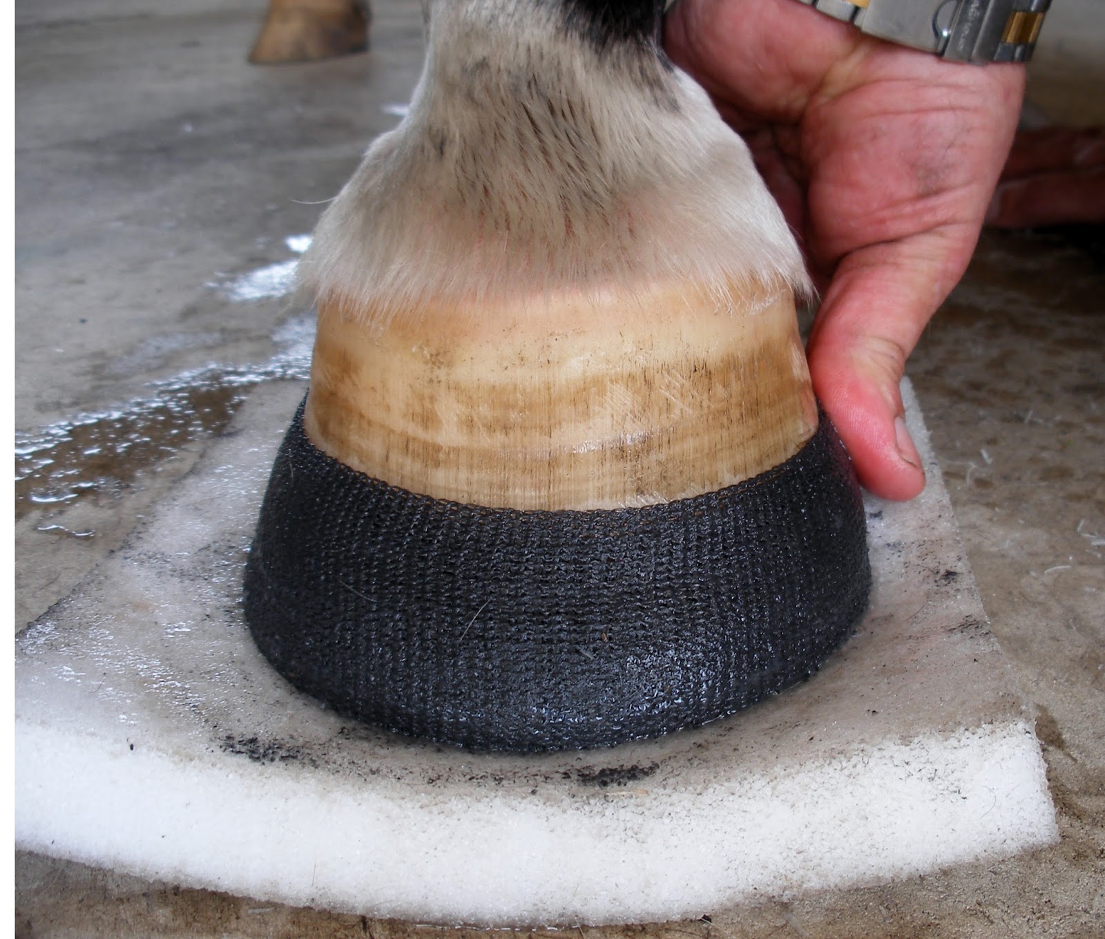 The Perfect Hoof Cracking the Code to Hoof Cracks