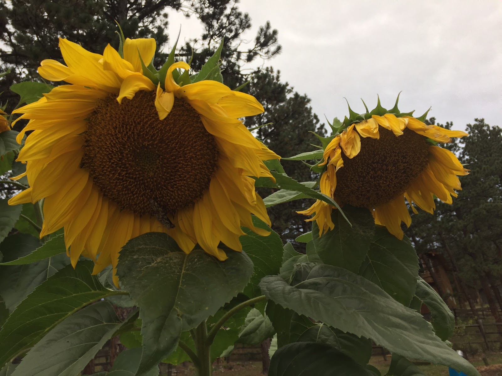 Sunflowers Raden Pedia