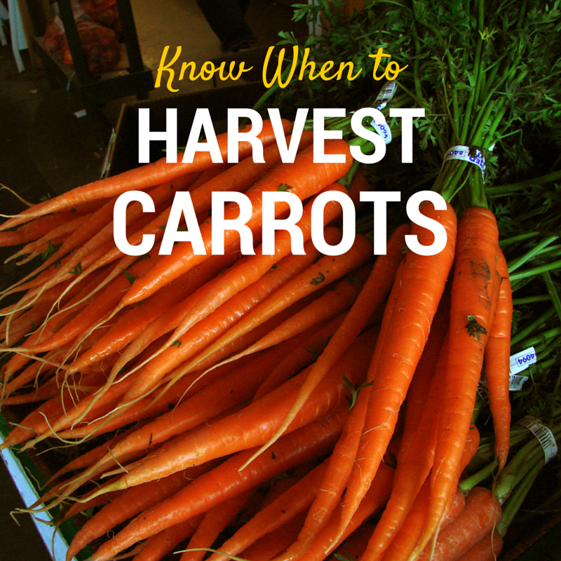 Not a Pretty Garden When to Harvest Carrots