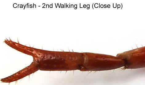 Aqua Fanatic: Crayfish Anatomy