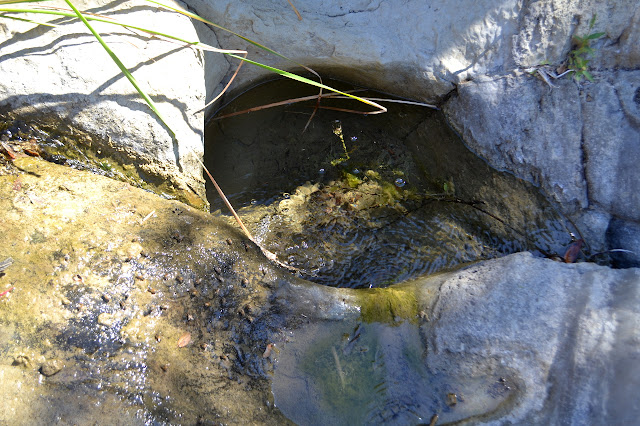 small pool with bees drinking nearby