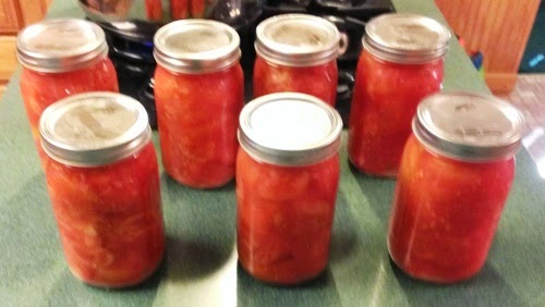 Finished jars of canned tomatoes