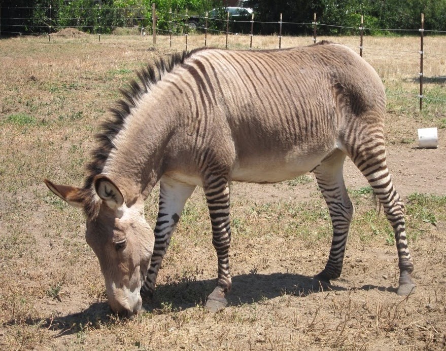 Zonkey Classification ANIMAL LOVERS