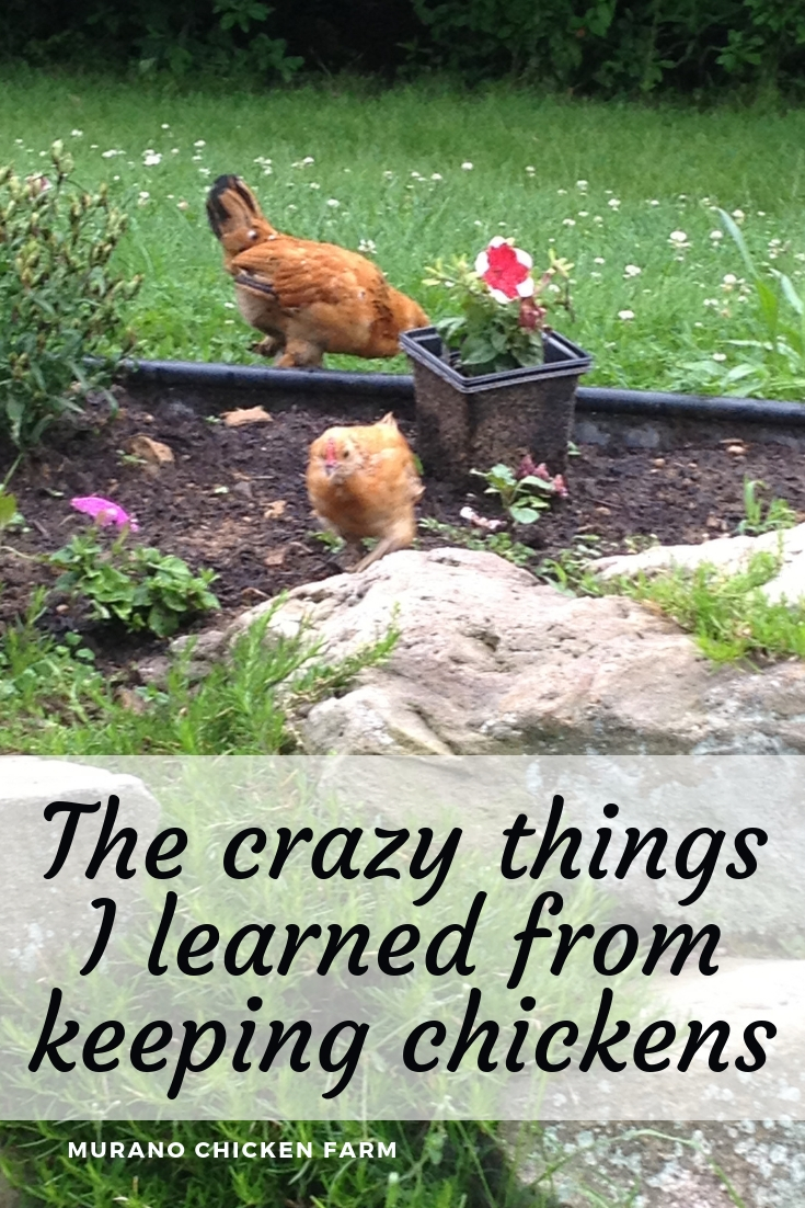 11 things I didn't know about chickens Murano Chicken Farm