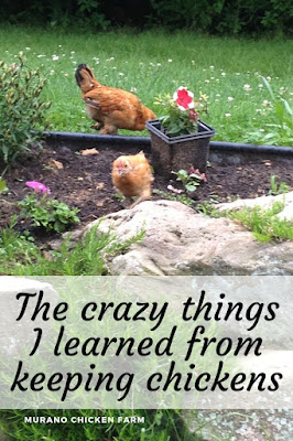 What I learned from chickens