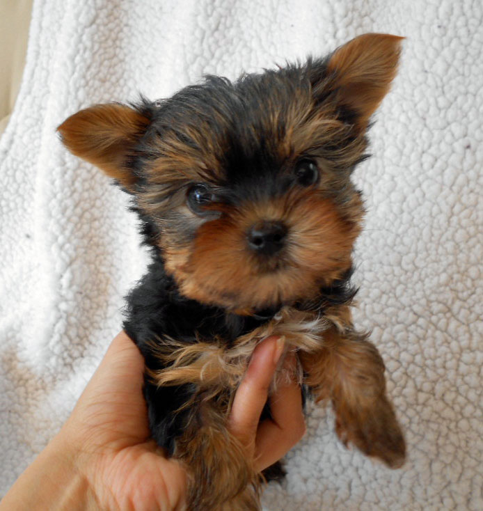 The Heavenly Yorkies TeaCup Litter 8 weeks