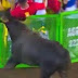 Un homme encorné par un taureau lors d'un festival.