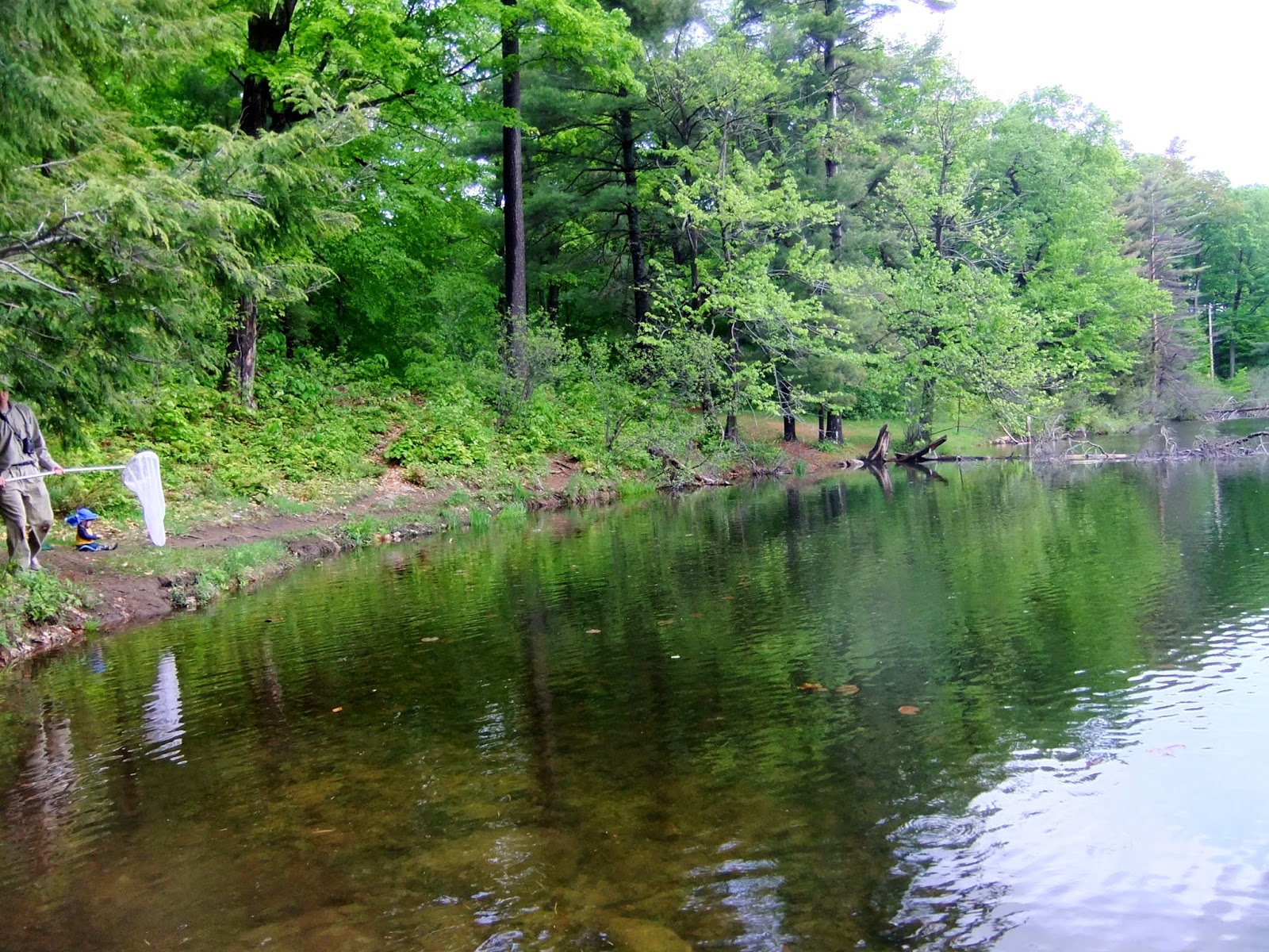 Libellules de Gatineau Lac Mulvihill