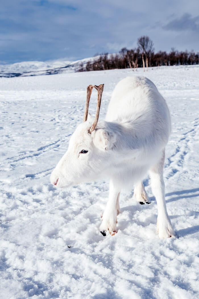Enchanting Pictures Of Extremely Rare White Baby Reindeer In Oslo, Norway