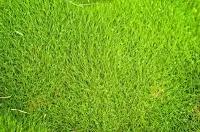 what is zoysia grass