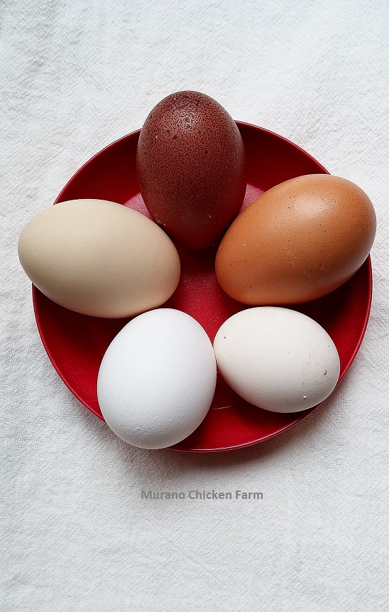 Chicken breeds to raise for pretty eggs Murano Chicken Farm