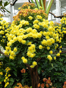 Chrysanthemum tree display detail at Allan Gardens Conservatory 2015 Chrysanthemum Show by garden muses-not another Toronto gardening blog