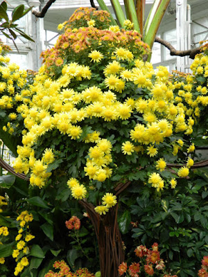 Chrysanthemum tree display detail at Allan Gardens Conservatory 2015 Chrysanthemum Show by garden muses-not another Toronto gardening blog Chrysanthemum tree display detail at Allan Gardens Conservatory 2015 Chrysanthemum Show by garden muses-not another Toronto gardening blog