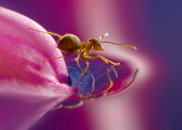 close-up-insect-life-photography close-up-insect-life-photography