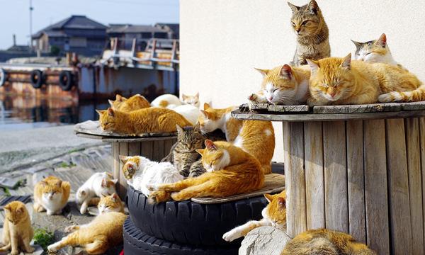 Khám phá 11 "thánh địa" nổi tiếng dành cho mèo tại Nhật Bản