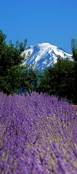 Mount Hood National Forest, Oregon and 50+ Secret Places in America That Most Tourists Don't Know About Mount Hood National Forest, Oregon and 50+ Secret Places in America That Most Tourists Don't Know About