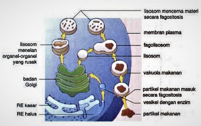 lisosom mencerna makanan lisosom mencerna makanan