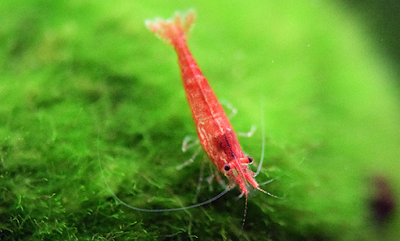 Gambar Cara Budidaya Udang Hias Red Cherry Shrimp