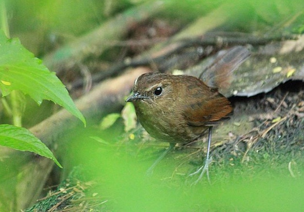 Burung Jongkangan Rawan Mati Forum Hobi Burung
