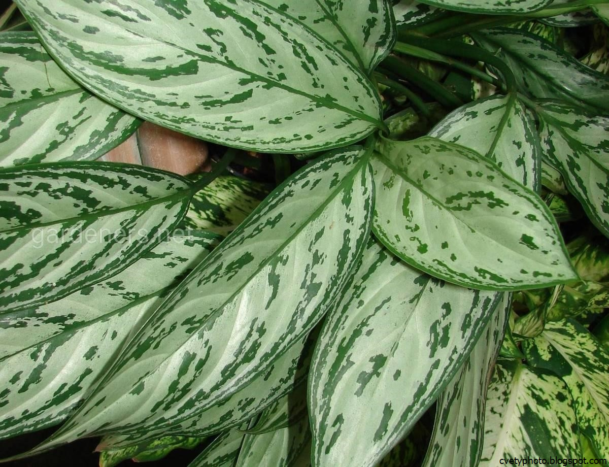 Комнатные Цветы Зелено Белые Листья Фото