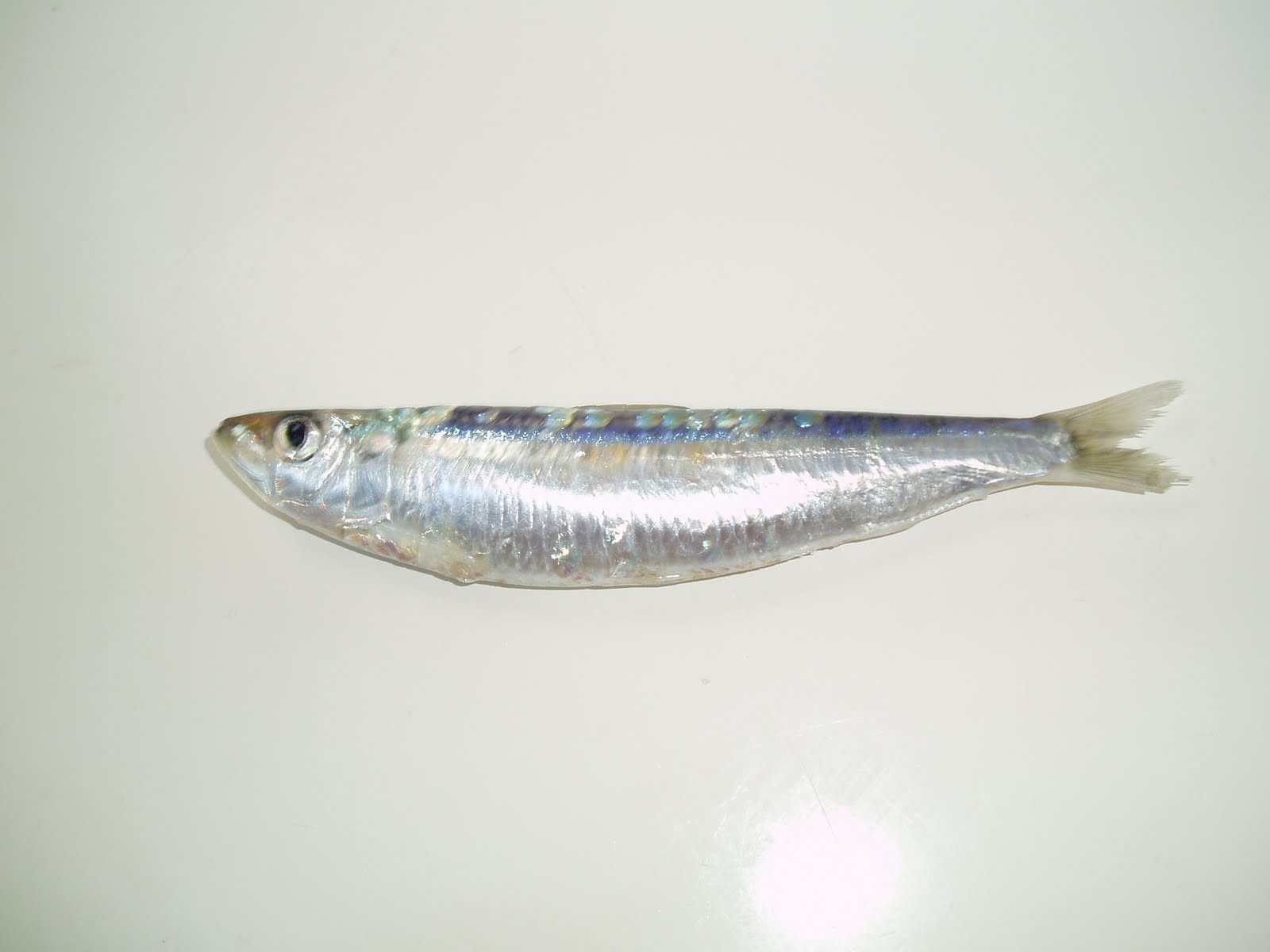 La sardina