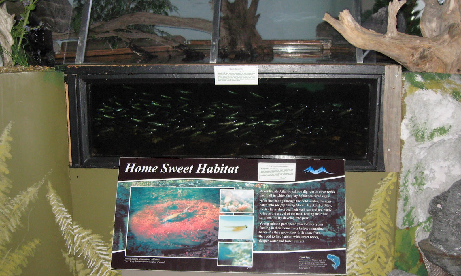 Nosing Around Maine Craig Brook, a National Treasure