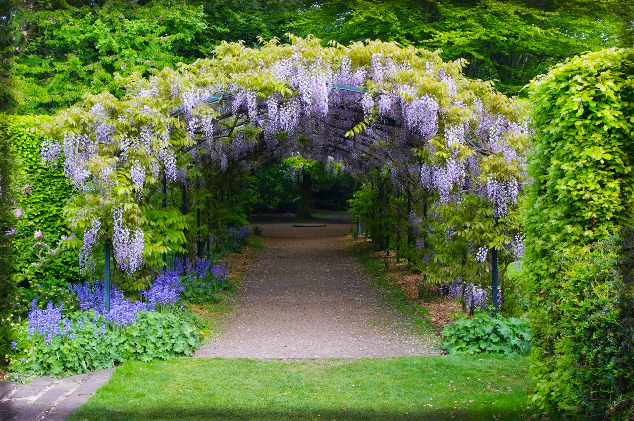 Глициния китайская фото. Вистерия китайская Глициния. Глициния Wisteria sinensis.