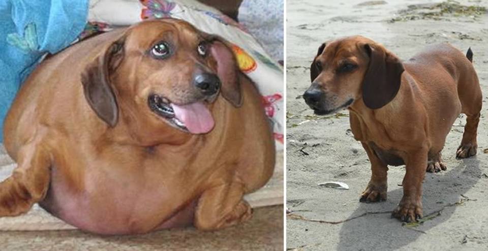 THE STORY OF OBIE THE DACHSHUND LOSES 54 POUNDS Home Decor