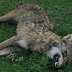 Αρκτούρος: Σκοτωμένος  Λύκος