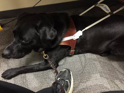 Leif, a black Labrador Retriever and my guide dog, lies in harness and asleep under the computer desk in the editing suite.