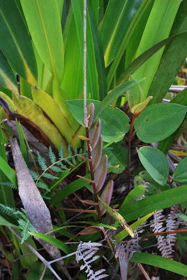 Blätter der Epidendrum secundum Blätter der Epidendrum secundum