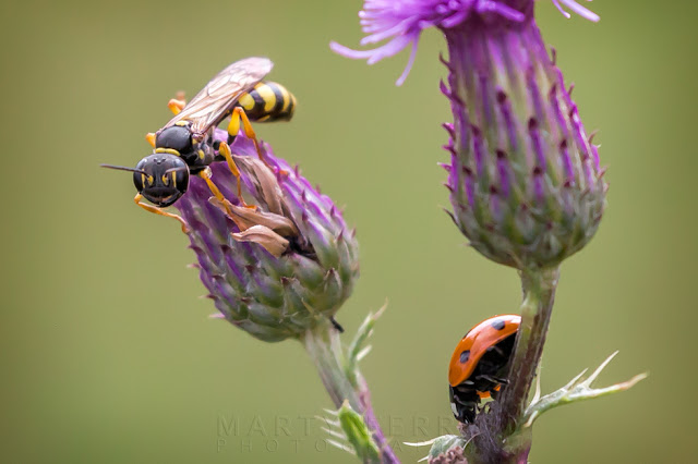 Macro image of a digger wasp and a seven spot ladybird at Ouse Fen Nature Reserve