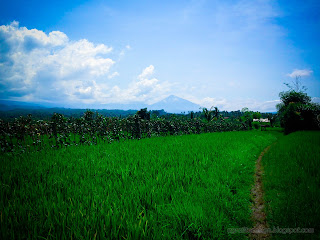 Rural Landscape Of Natural Agriculture At Ringdikit Village, North Bali, Indonesia