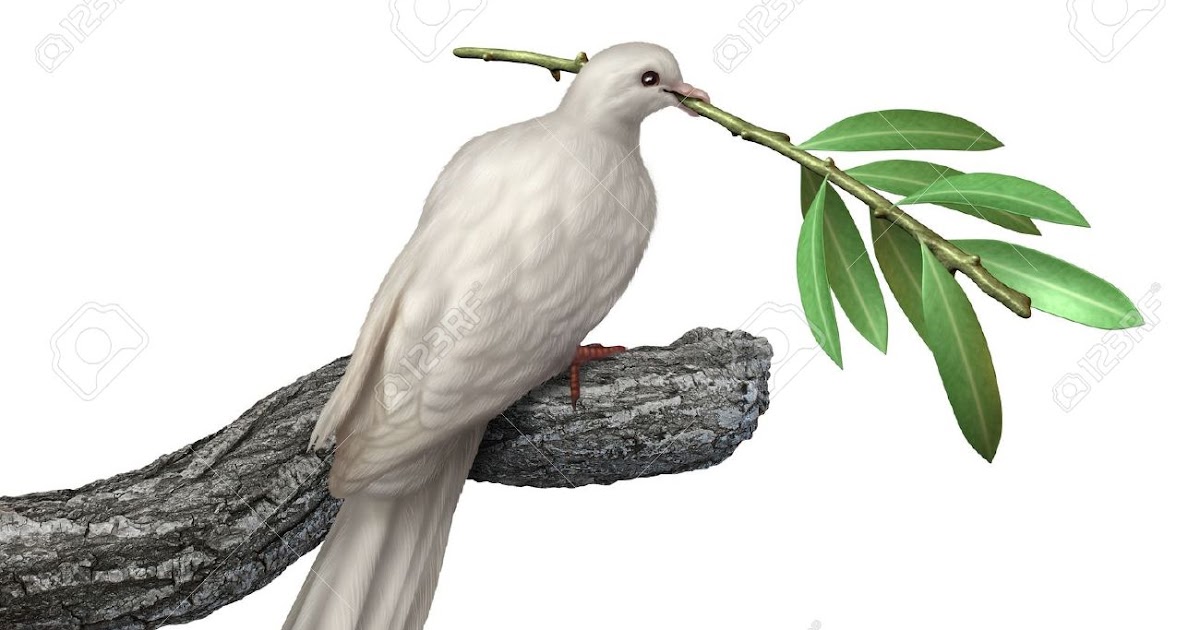 Rabbi Yitzi's Blog The Dove And The Olive Leaf