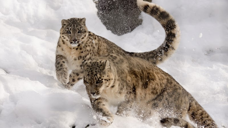 Two Snow Leopards