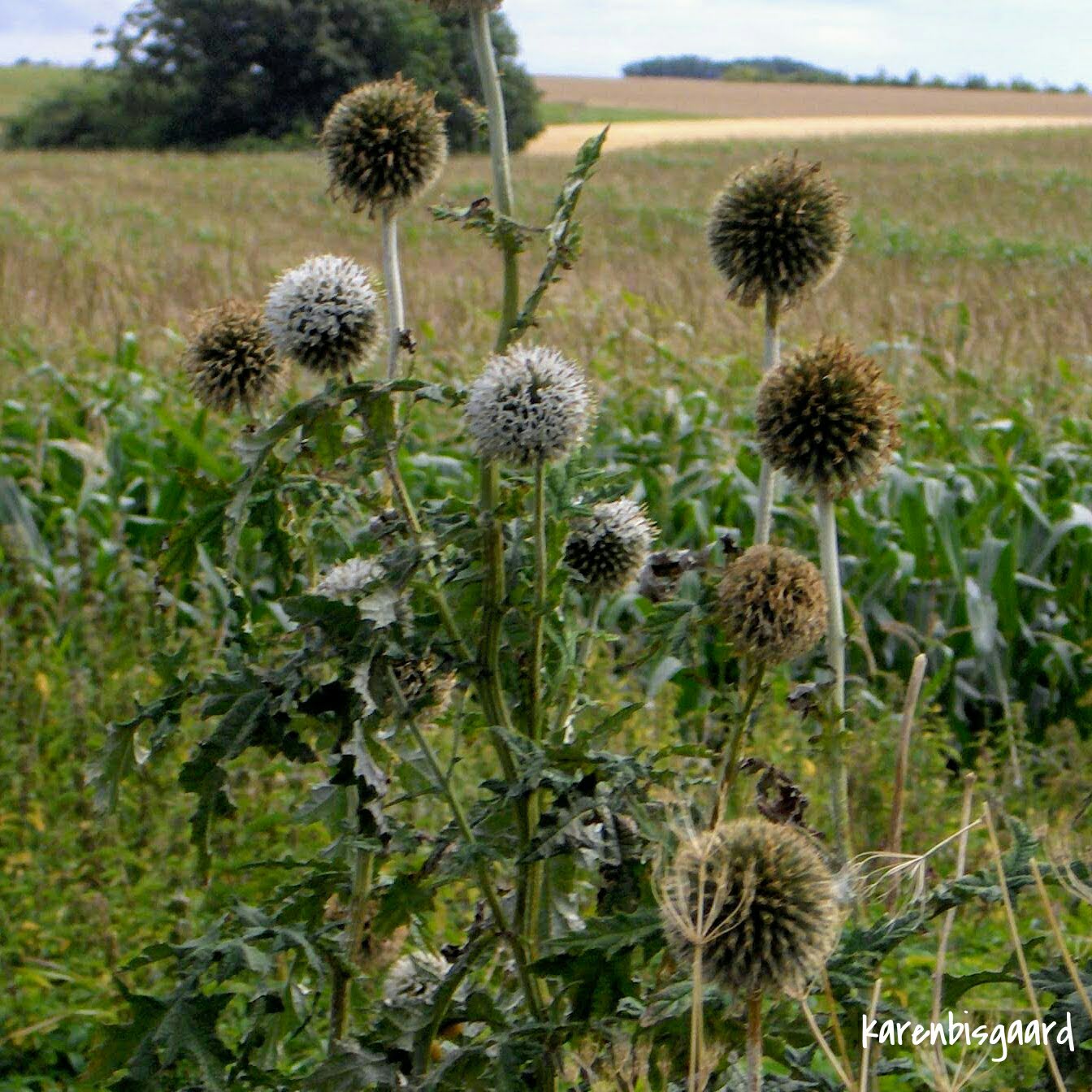 Karen`s Nature Photography Globe Thistles in Front of Rural Landscape.