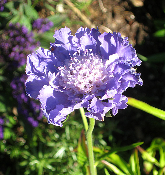 Flowers Scabiosa